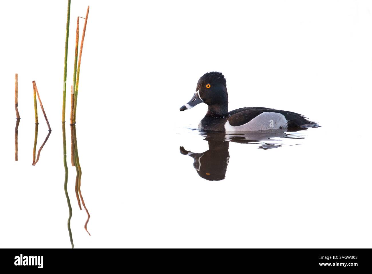 00742-00217 Ring-necked duck (Aythya collaris) männlich an Viera Wetlands Brevard Co. FL (high key, weisser Hintergrund) Stockfoto