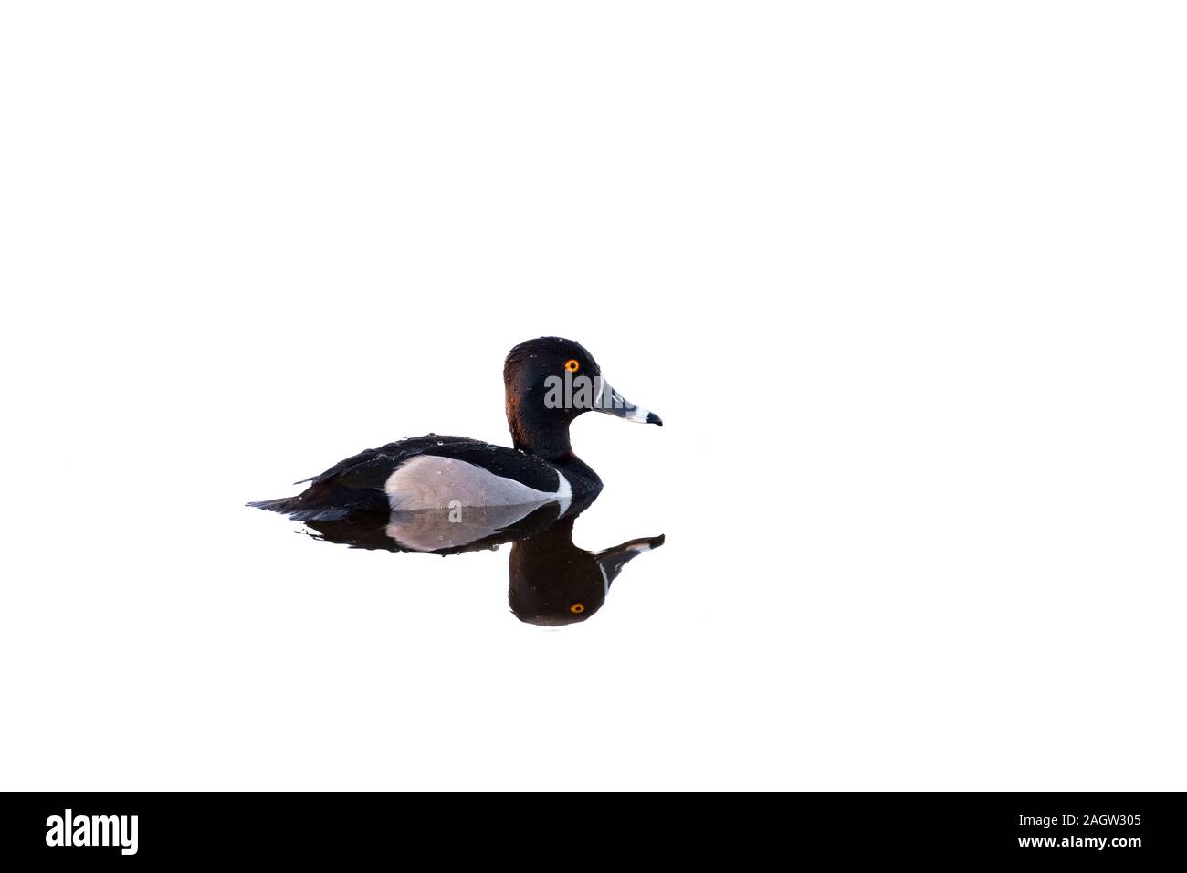 00742-00219 Ring-necked duck (Aythya collaris) männlich an Viera Wetlands Brevard Co. FL (high key, weisser Hintergrund) Stockfoto
