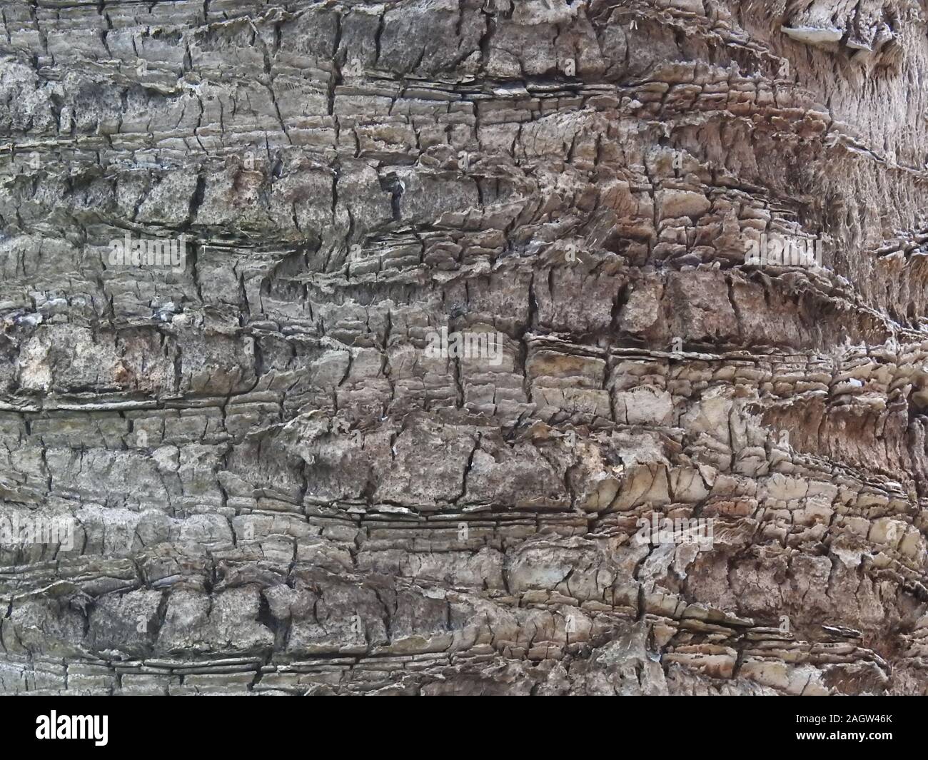 Eine Nahaufnahme auf die Textur des Palm Baumrinde. Stockfoto