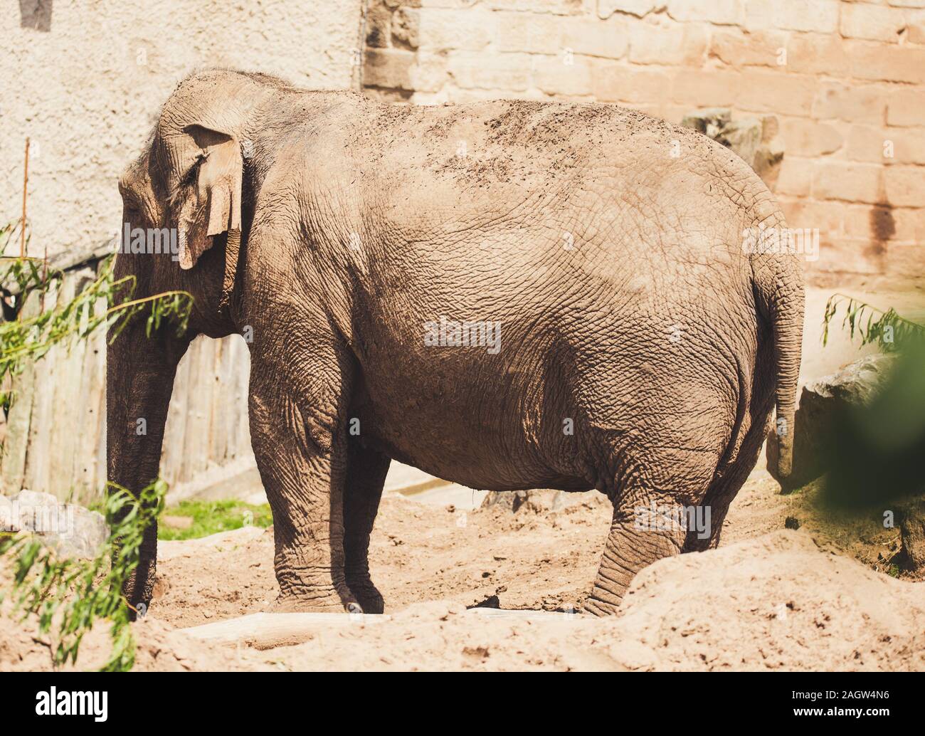 Asiatische Elefanten im Zoo von Chester2019 Stockfoto