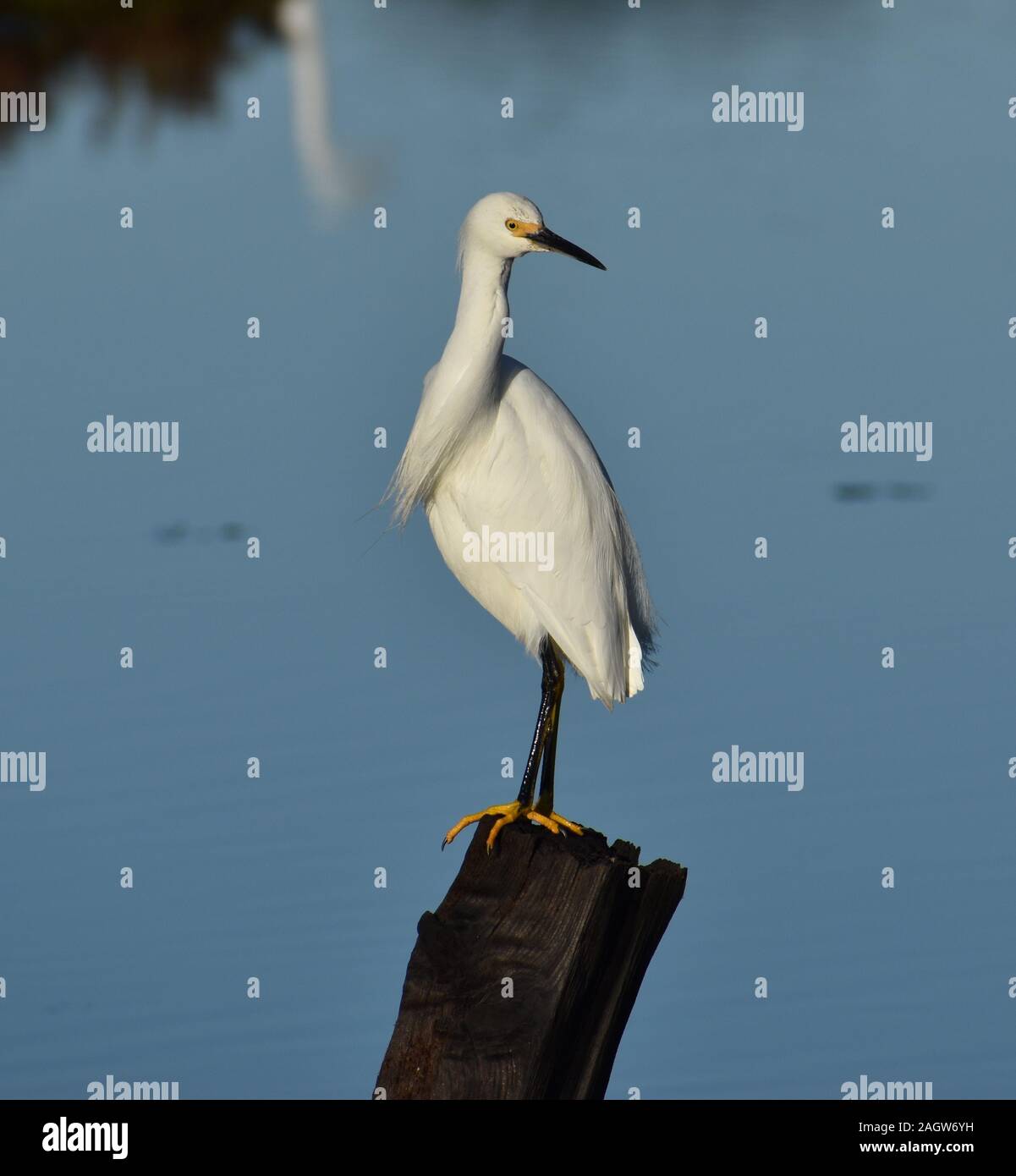 Ein snowy egret (Egretta thula) dreht sich dahinter zu schauen, während bei einer Post in der Kalifornischen Elkhorn Slough thront. Stockfoto