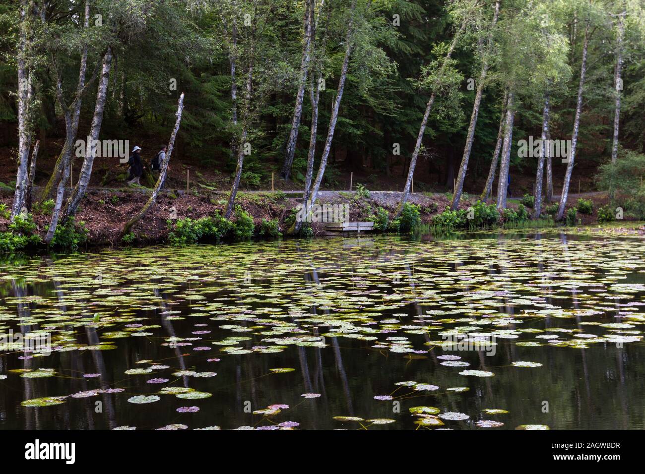 Teich und Wald in der Tay Forest Park in den schottischen Highlands Stockfoto