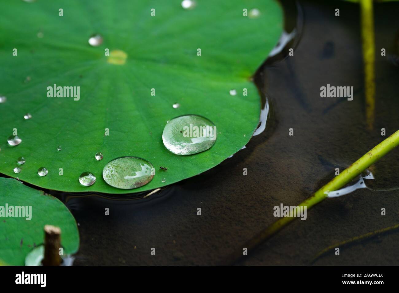 Lotus Seerose Blatt mit Wassertropfen Stockfoto