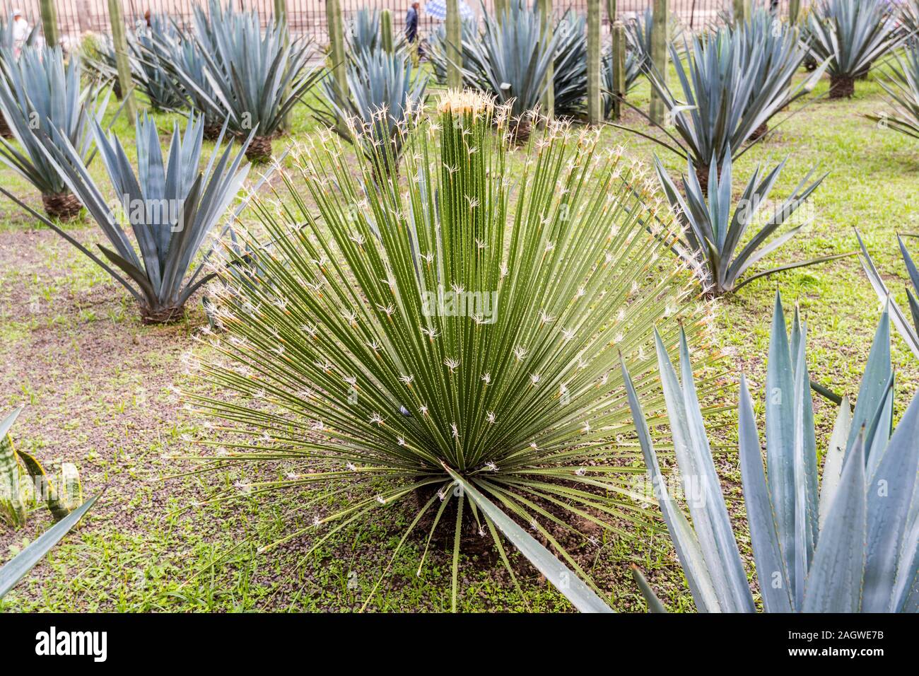 Sisal Pflanzen, Agave sisalana wächst in das Feld neben Mexiko City Metropolitan Cathedral, und Hauptplatz in Mexiko Stadt, La Plaza de la Constitu Stockfoto