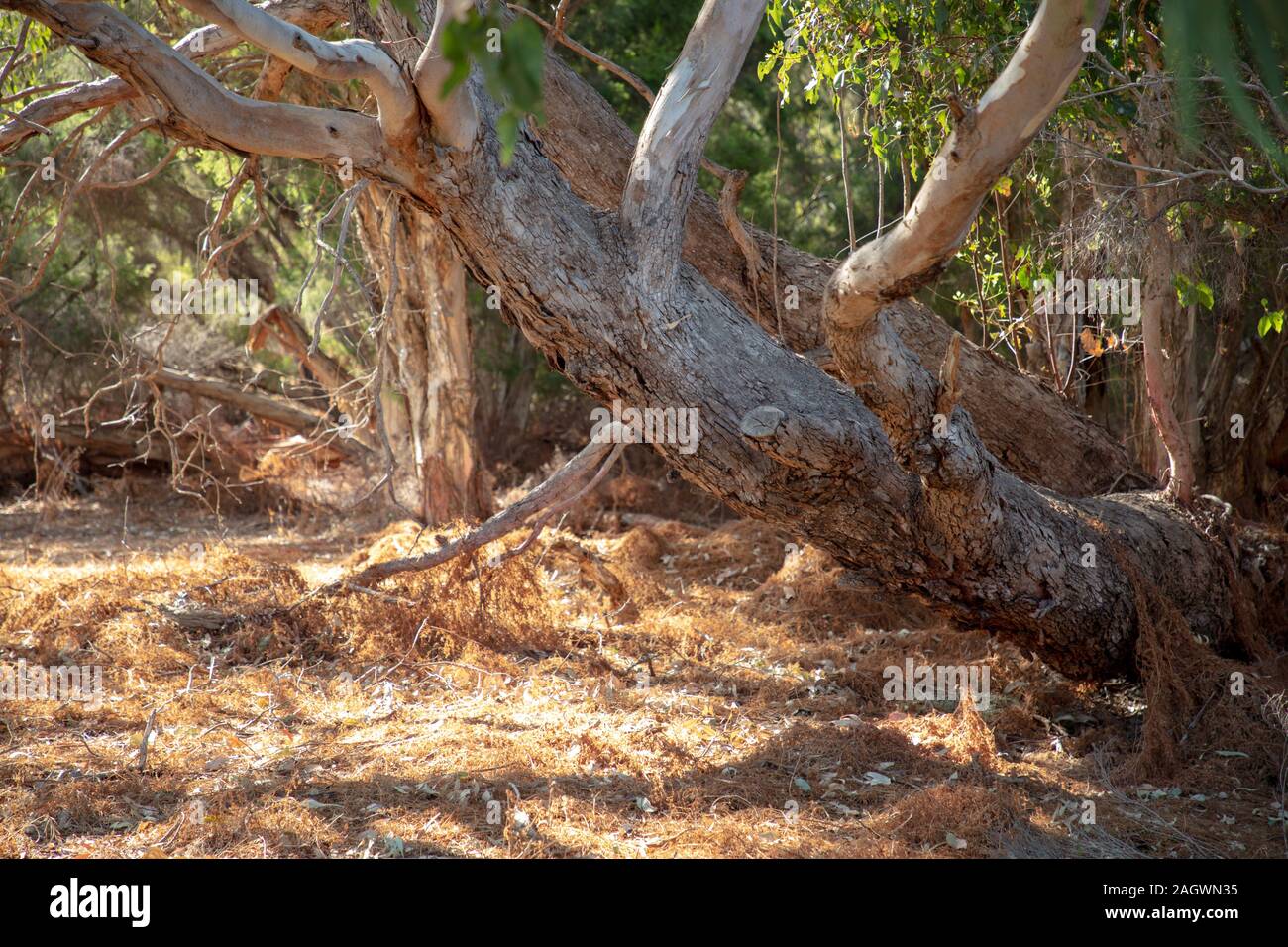 Original australische Buschland in der Nähe des Sees von Joondalup, in einem nördlichen Vorort von Pert WA. Stockfoto