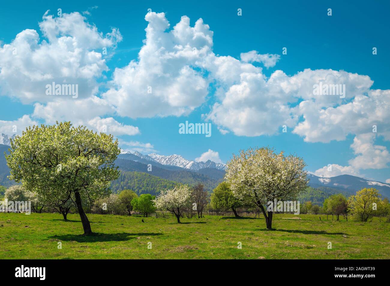 Schönen Frühling Landschaft mit grünen Weide, blühender Obstgarten und hohen schneebedeckten Berge im Hintergrund, Fagaras Gebirge, Karpaten, Siebenbürgen Stockfoto