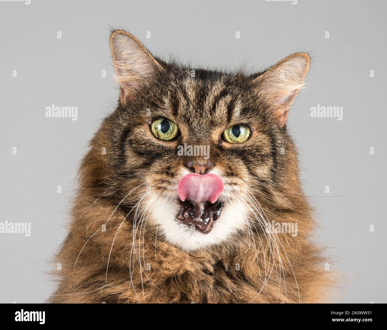 Katze-Porträt. Stockfoto
