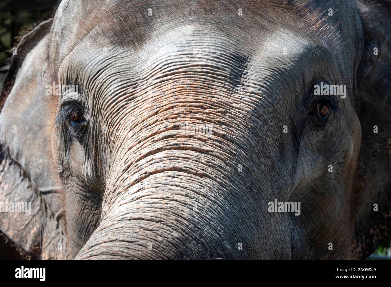 Elefanten in der Nähe von Chiang Mai, Thailand Stockfoto