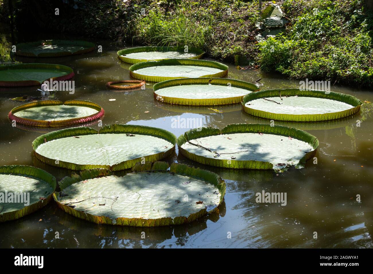 Giant water lily Pads, Chiang Mai, Thailand Stockfoto