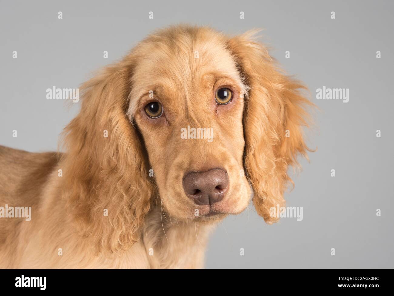 Cockapoo Welpe, 16 Wochen, männlich, UK. Stockfoto
