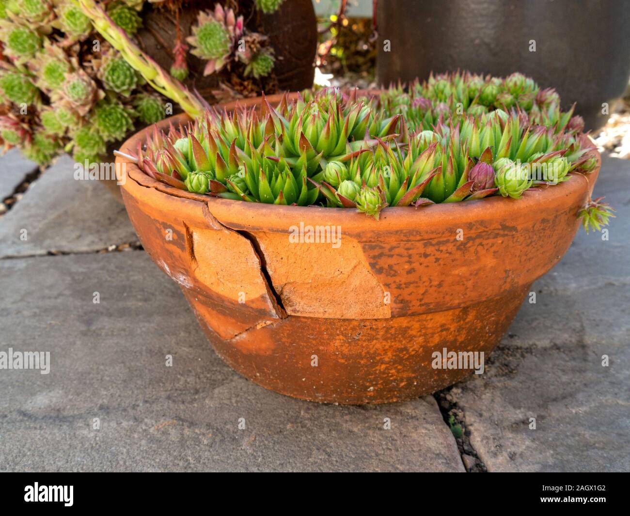 Schlecht Frost beschädigt, Spalled und rissig terracotta Garten Topf mit Sempervivum Hauswurz Pflanzen im Inneren. Stockfoto