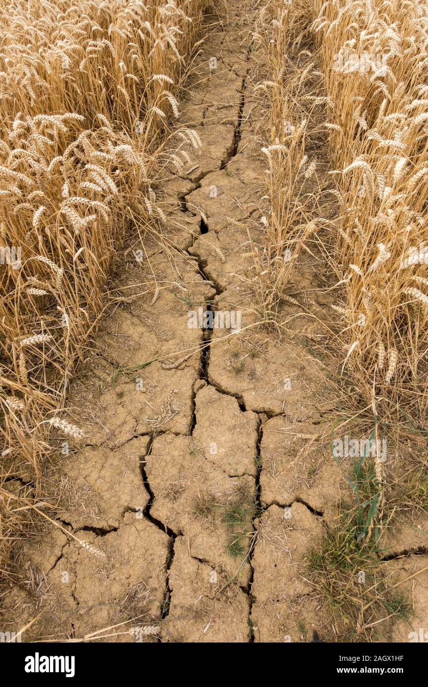 Tiefe Risse im Boden von Mais Feld während der trockenen Sommer in Leicestershire im August 2018, England, Großbritannien Stockfoto