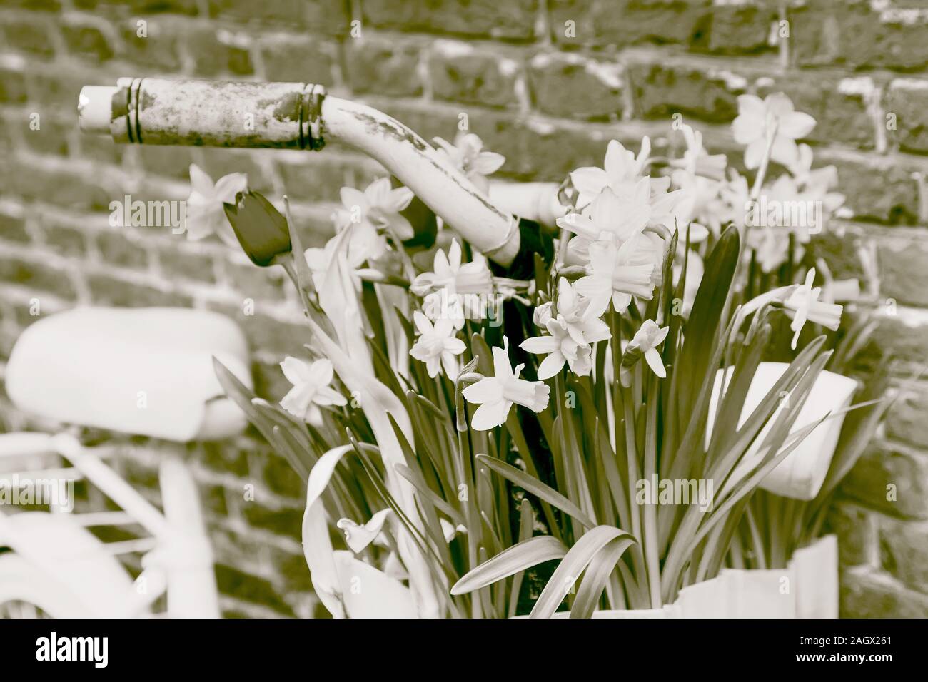 Vintage closeup Fahrrad mit Korb mit Narzisse Blüten auf alte rustikale Mauer Hintergrund Stockfoto