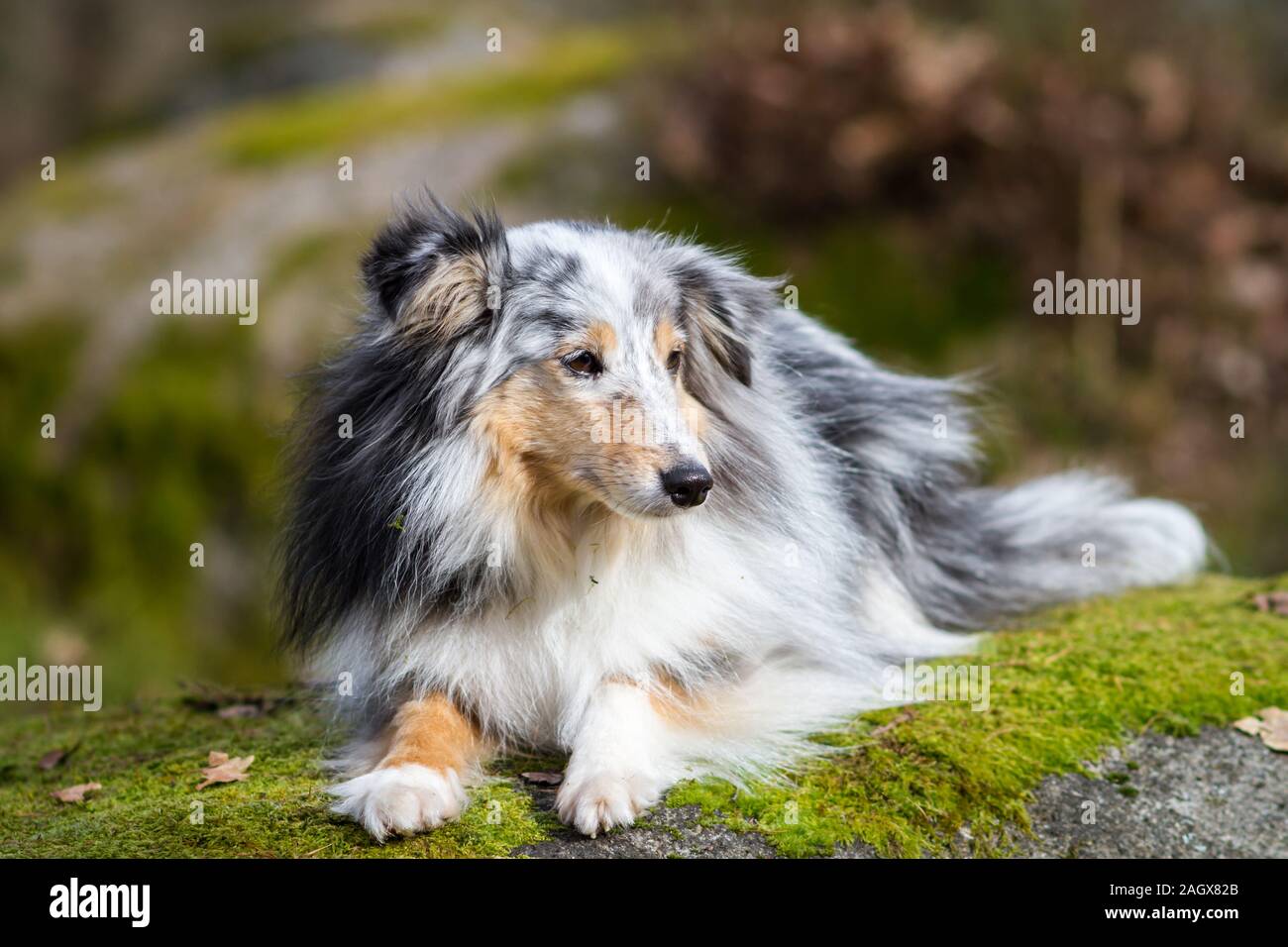 Sheltie (Shetland Sheepdog) liegt auf einem Felsen Stockfoto