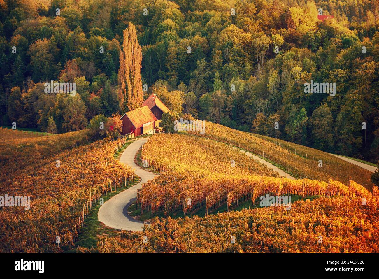 Berühmte herzförmige Weinstraße in Slowenien, Ansicht von Spicnik in der Nähe von Maribor. Natürliche Landschaft landwirtschaftlichen Hintergrund. Stockfoto