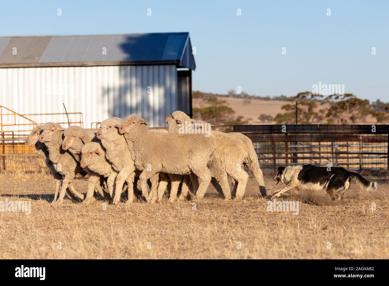 Eine Arbeitsleitung Border Collie Schafehüten in Outback Australien Stockfoto