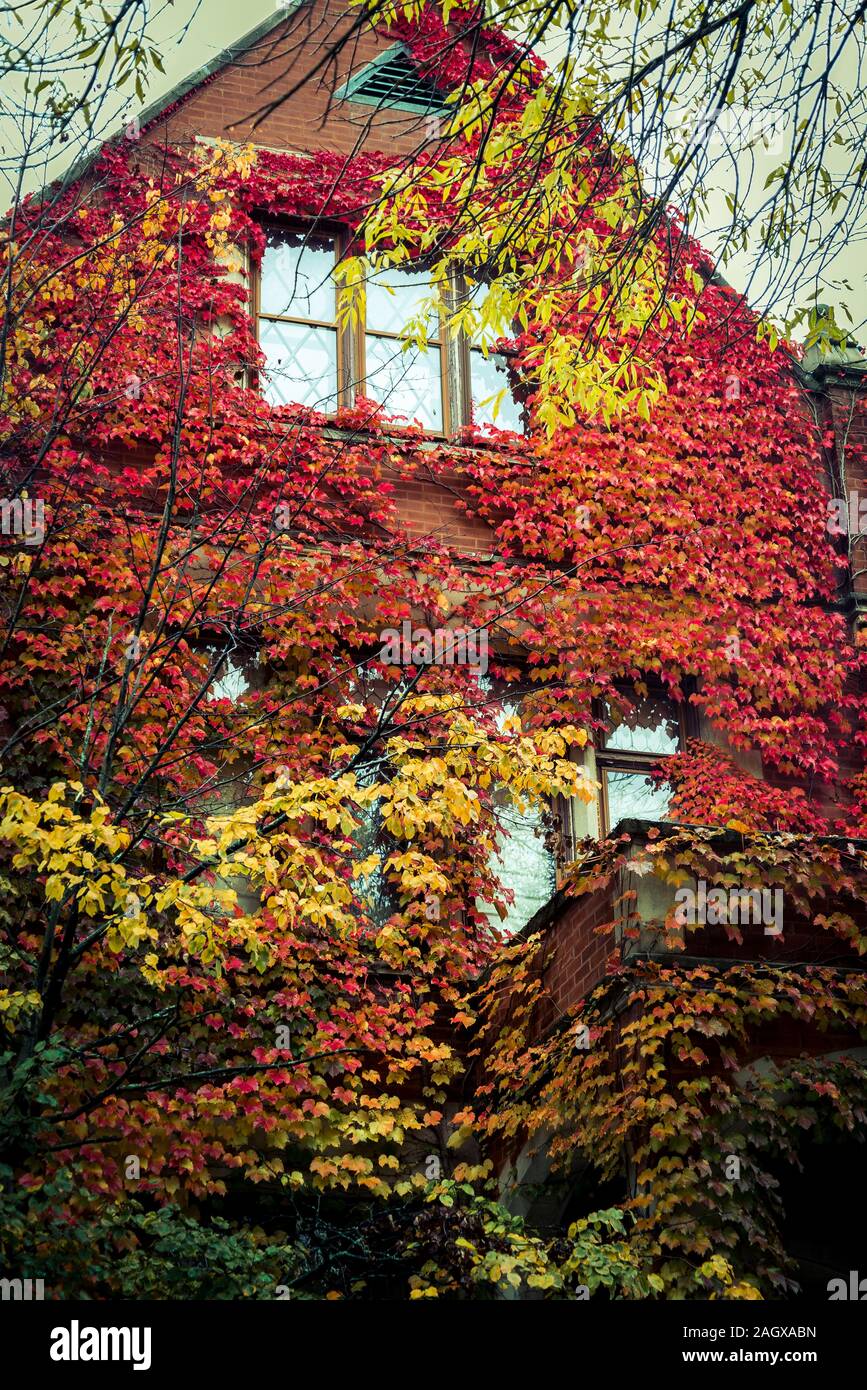 Haus bedeckt in Ivy, Hyde Park, Chicago, Illinois, USA Stockfoto