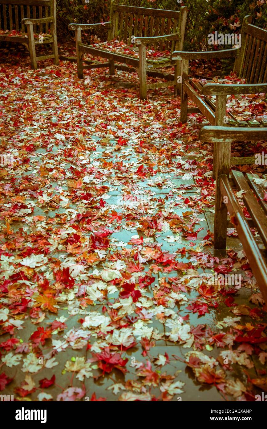 Laub, Hyde Park, Chicago, Illinois, USA Stockfoto