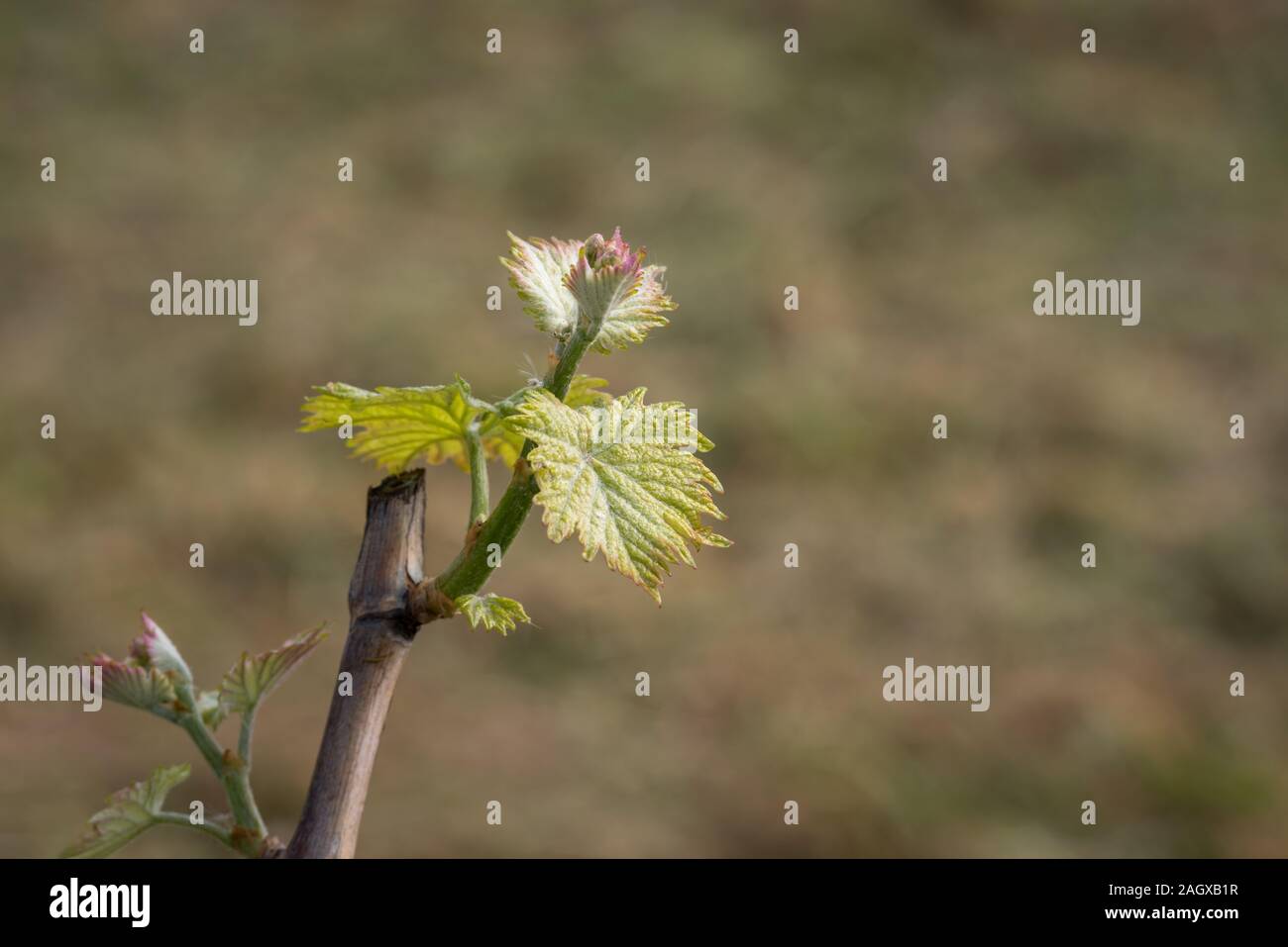 Traube Knospen auf Niederlassungen, kleine Blätter im Weinberg wächst Stockfoto