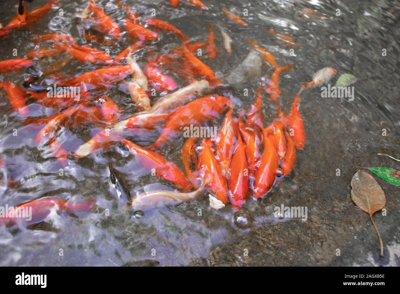 Asiatische karpfen Fotos und Bildmaterial in hoher Auflösung Alamy