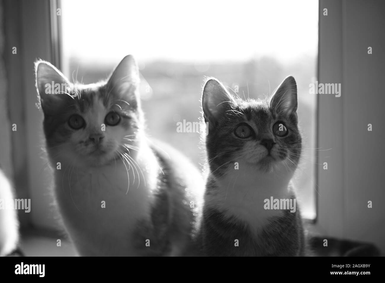 Zwei süße Kätzchen saß auf der sonnigen Fensterbank, bw Foto. Stockfoto
