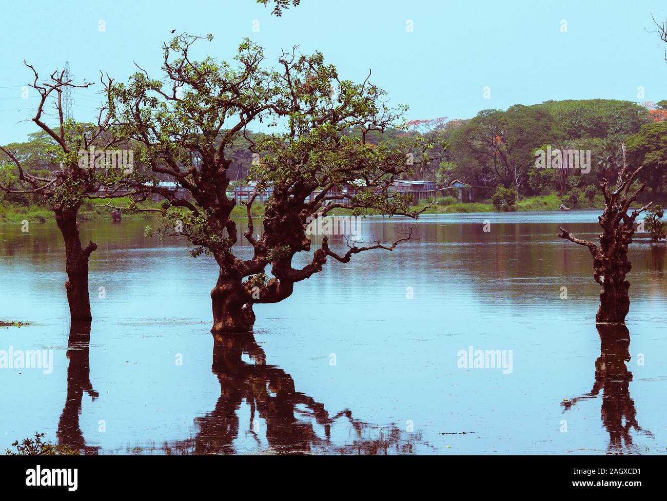 Ein Baum in einem See, unter Wasser. Stockfoto