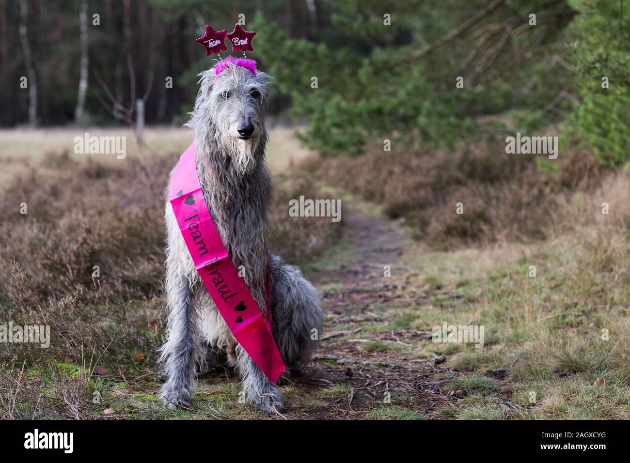 Scottish deerhound für Junggesellenabschied gekleidet Stockfoto
