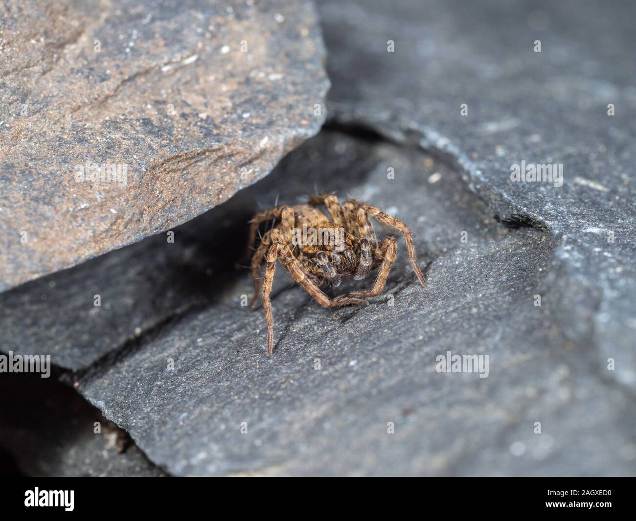 Ein kleiner Wolf Spider auf Schiefer, Pardose sp Stockfoto