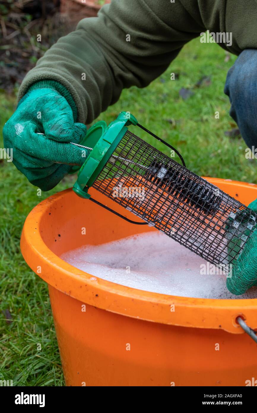 Reinigung eine Vogelzufuhr oder Feeder mit Seifenwasser und einer Bürste Stockfoto