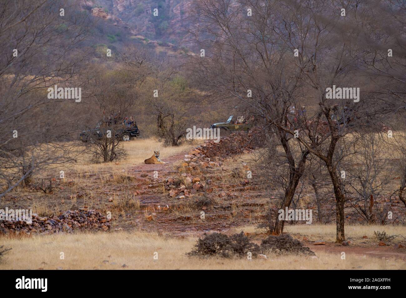 Malerische Bild der männlichen Tiger, Safari Fahrzeuge und die Landschaft von Ranthambore Nationalpark oder Tiger Reserve, Rajasthan, Indien - Panthera tigris Stockfoto