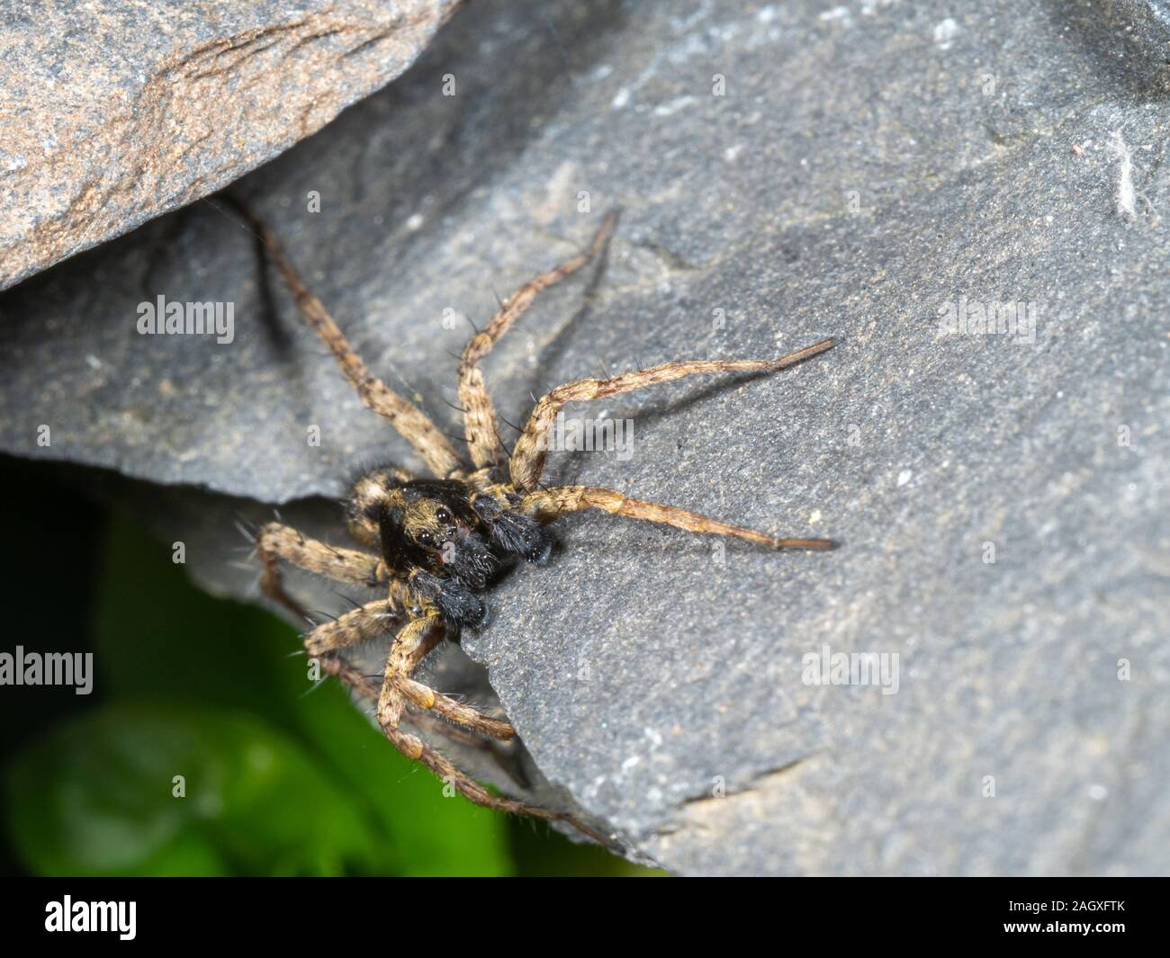 Ein kleiner Wolf Spider auf Schiefer, Pardose sp Stockfoto