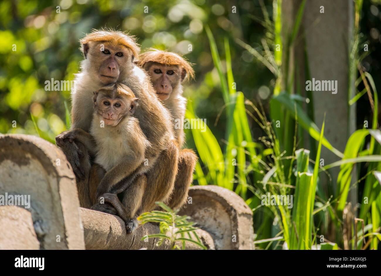 Familie der Affen in Sri Lanka Stockfoto