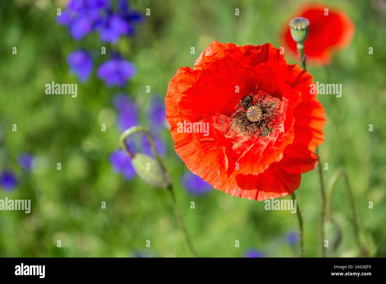 Die leuchtend roten Sonne des in Mitteleuropa wilden Klatschmohns, Papaver rhoeas, blühen ab Ende Mai und kennzeichnen den Beginn des Frühsommers Stockfoto