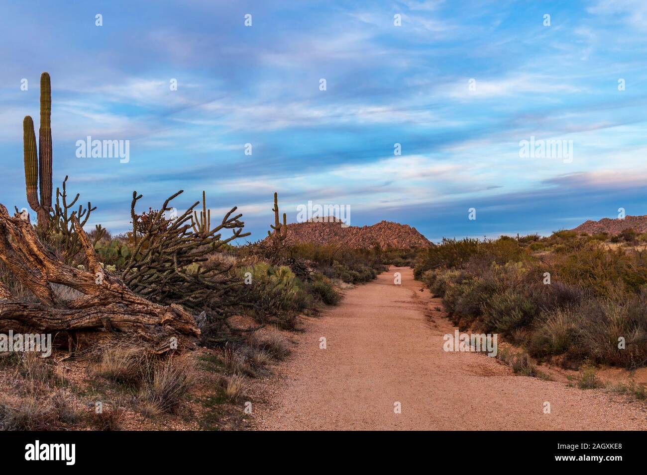 Wandern & Mountainbike Trail in der Dämmerung in Scottsdale AZ Wüste Bewahren namens Browns Ranch. Stockfoto