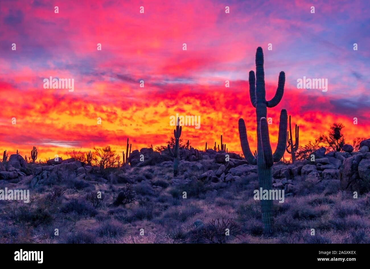 Lebendige & Blazing farbige Sunrise Landschaft in der Wüste von Arizona in der Nähe von Scottsdale. Stockfoto