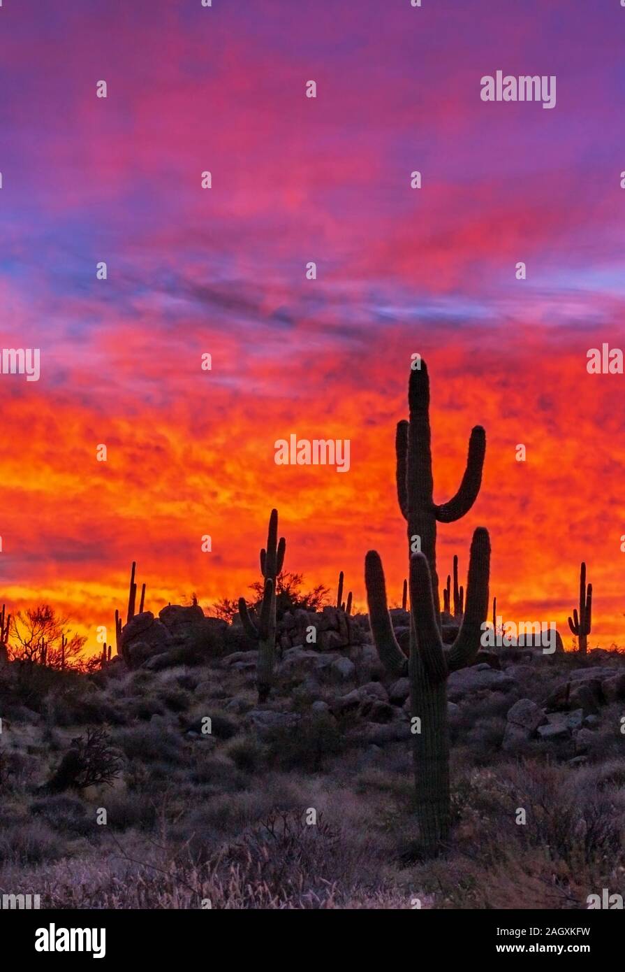 Bunte & Brennenden Wüste Sonnenaufgang Himmel Landschaft mit Saguaro Kaktus im Vordergrund. Stockfoto