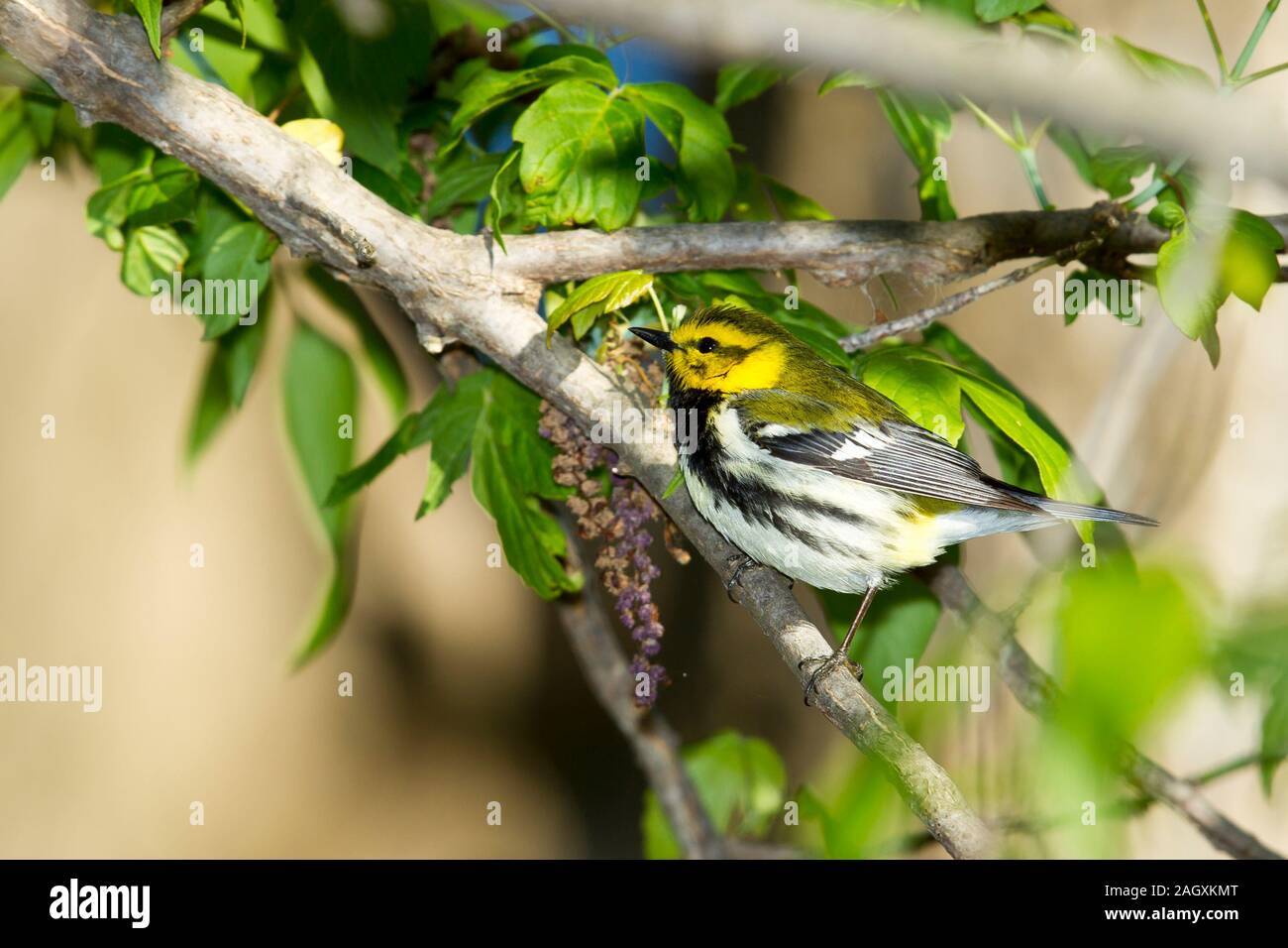 Black-throated Green Warbler (Dendroica virens), männlich, Zucht pllumage Stockfoto