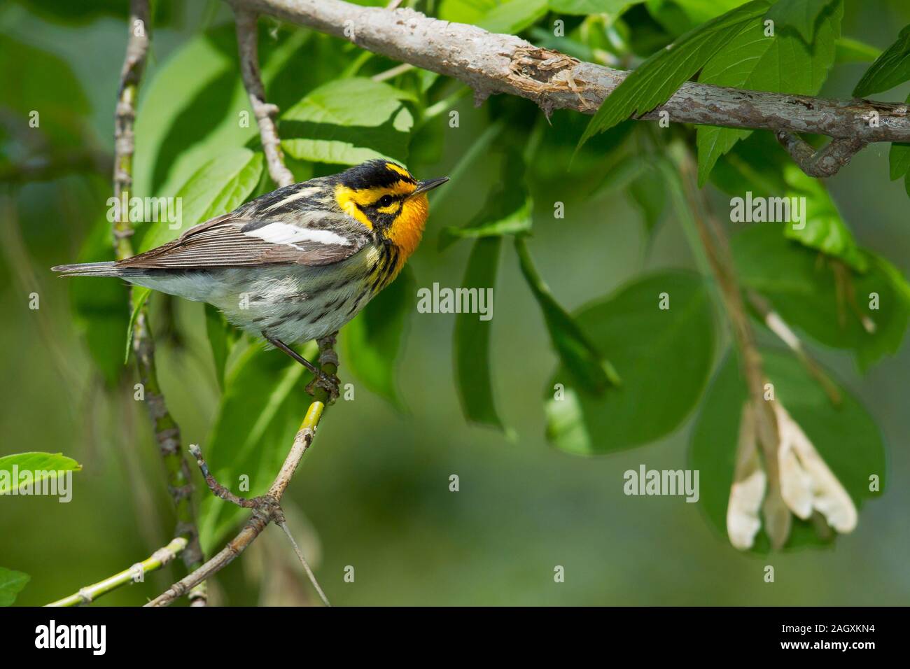 Blackburnian Warbler (Dendroica fusca), männlich, Zucht Gefieder Stockfoto