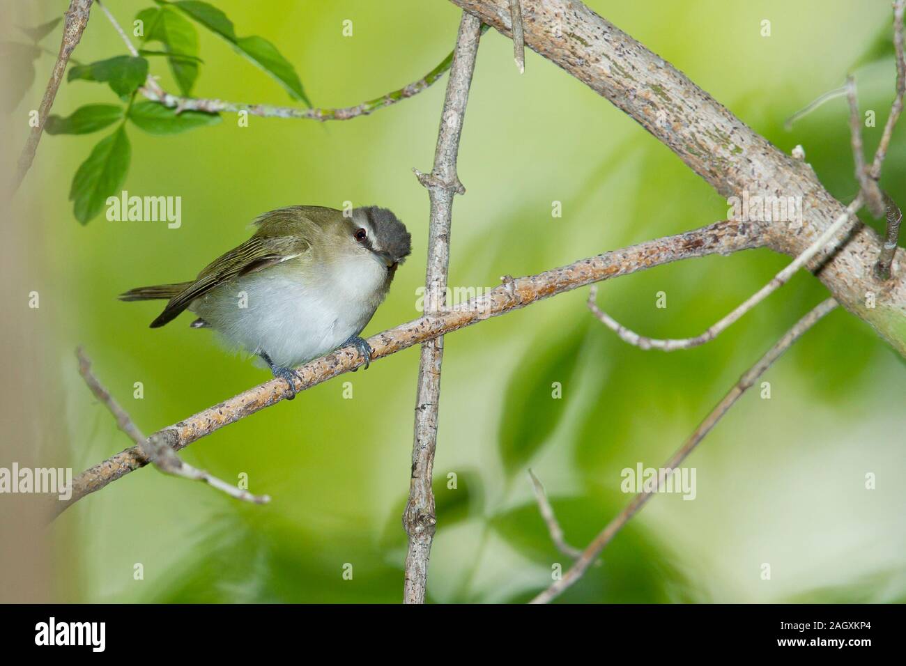 Red-eyed Vireo (Vireo Olivaceus) Stockfoto