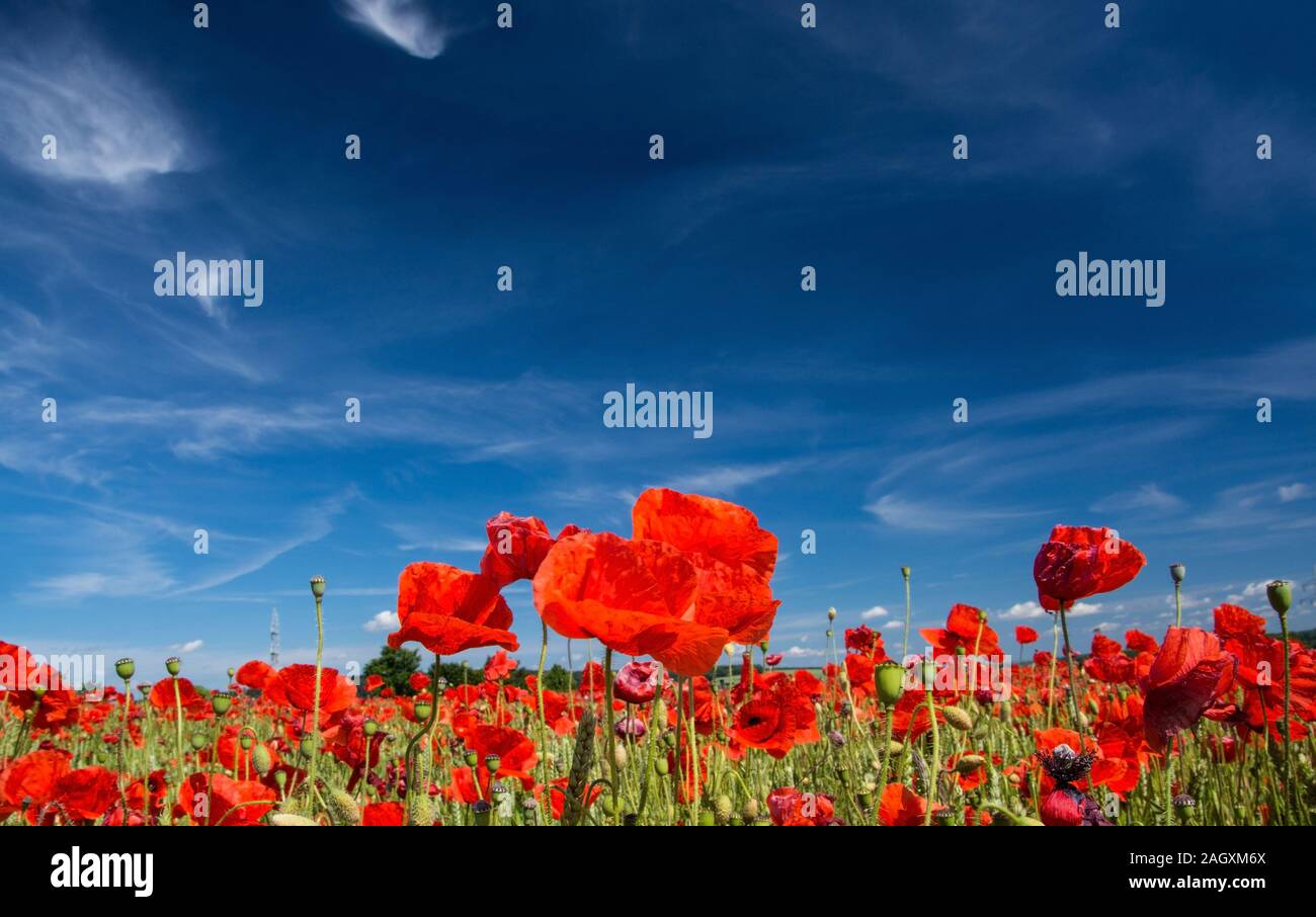 Papaver ist eine Gattung von 70 - 100 Tierarten, gemäßigten und kalten Regionen von Eurasien, Afrika und Nordamerika. Stockfoto