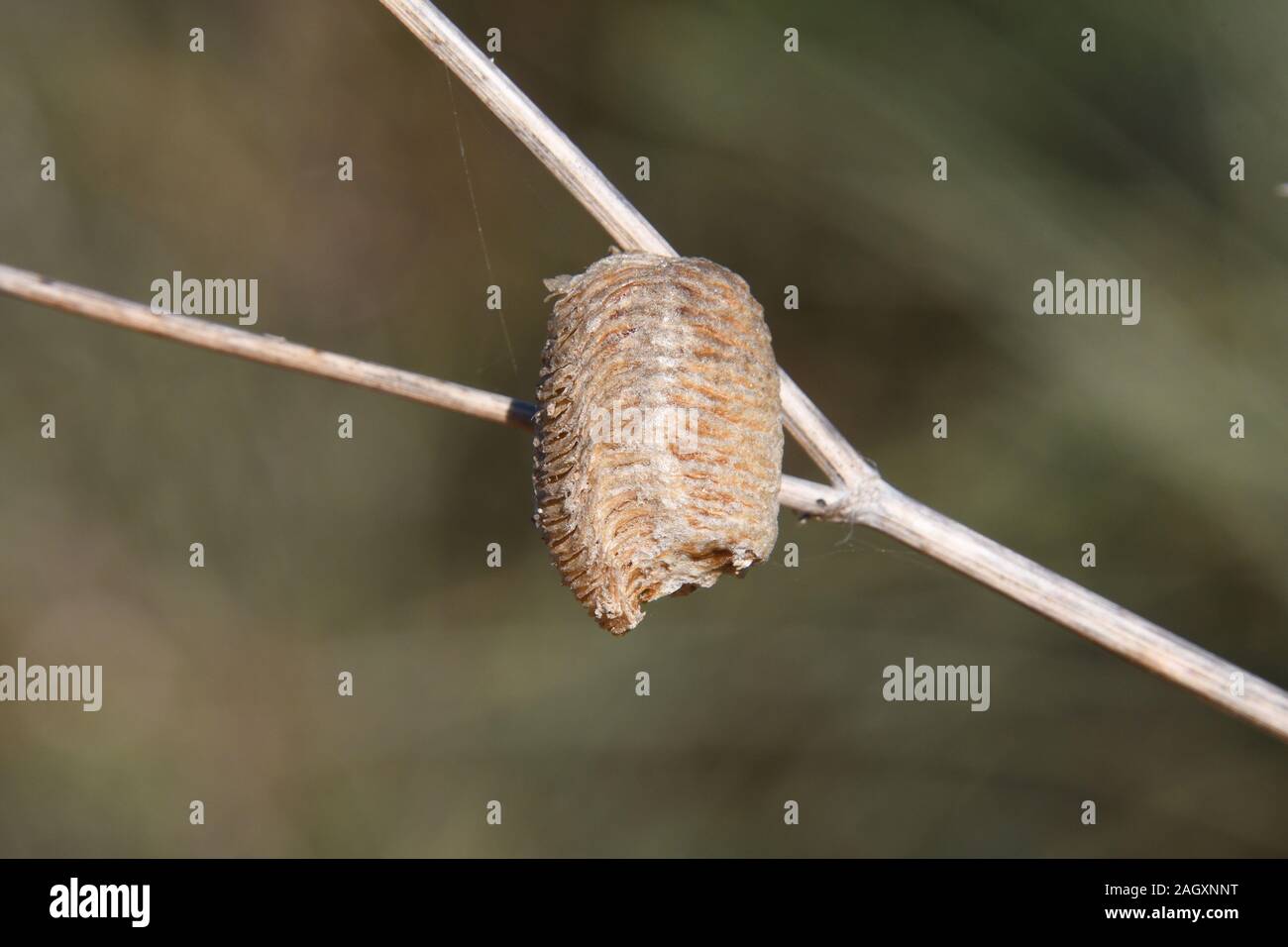 Mantis-Ei-Fall Stockfoto