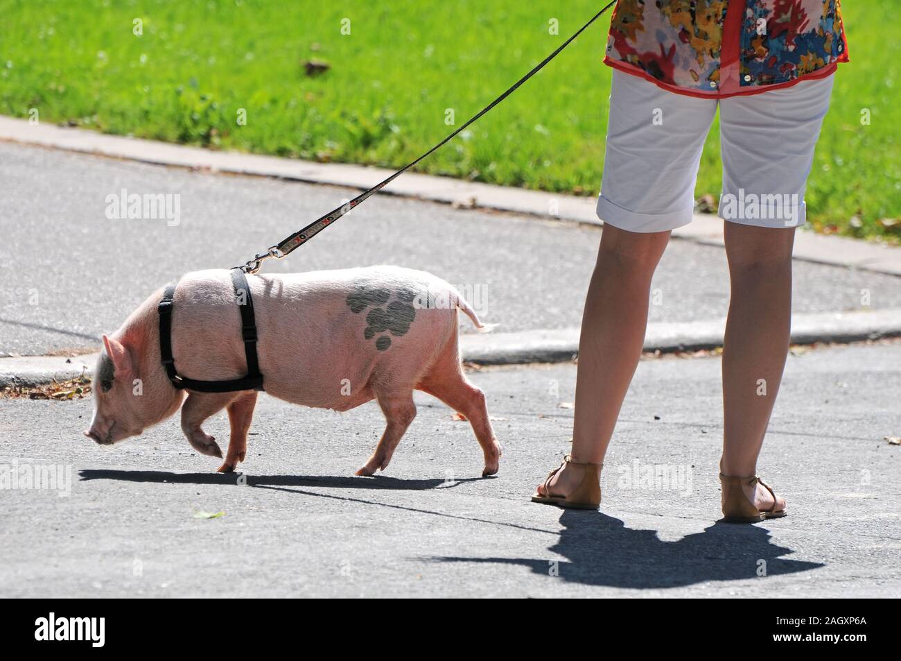 Alle Schweine An Der Leine Machen Bäh www.alamy.de