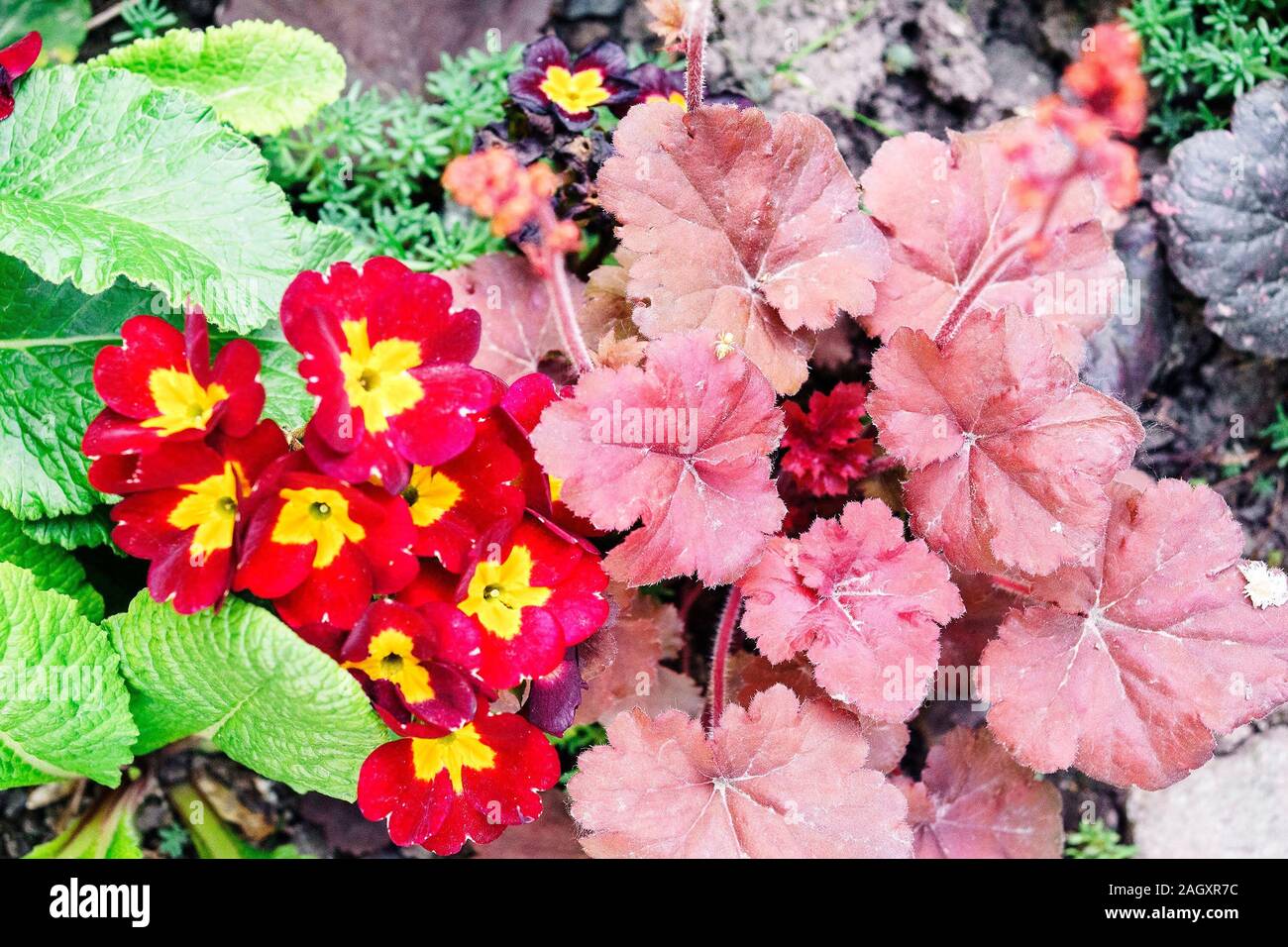 Heyhera und Veilchen Pflanzen im Hinterhof. Ansicht von oben Garten. Stockfoto
