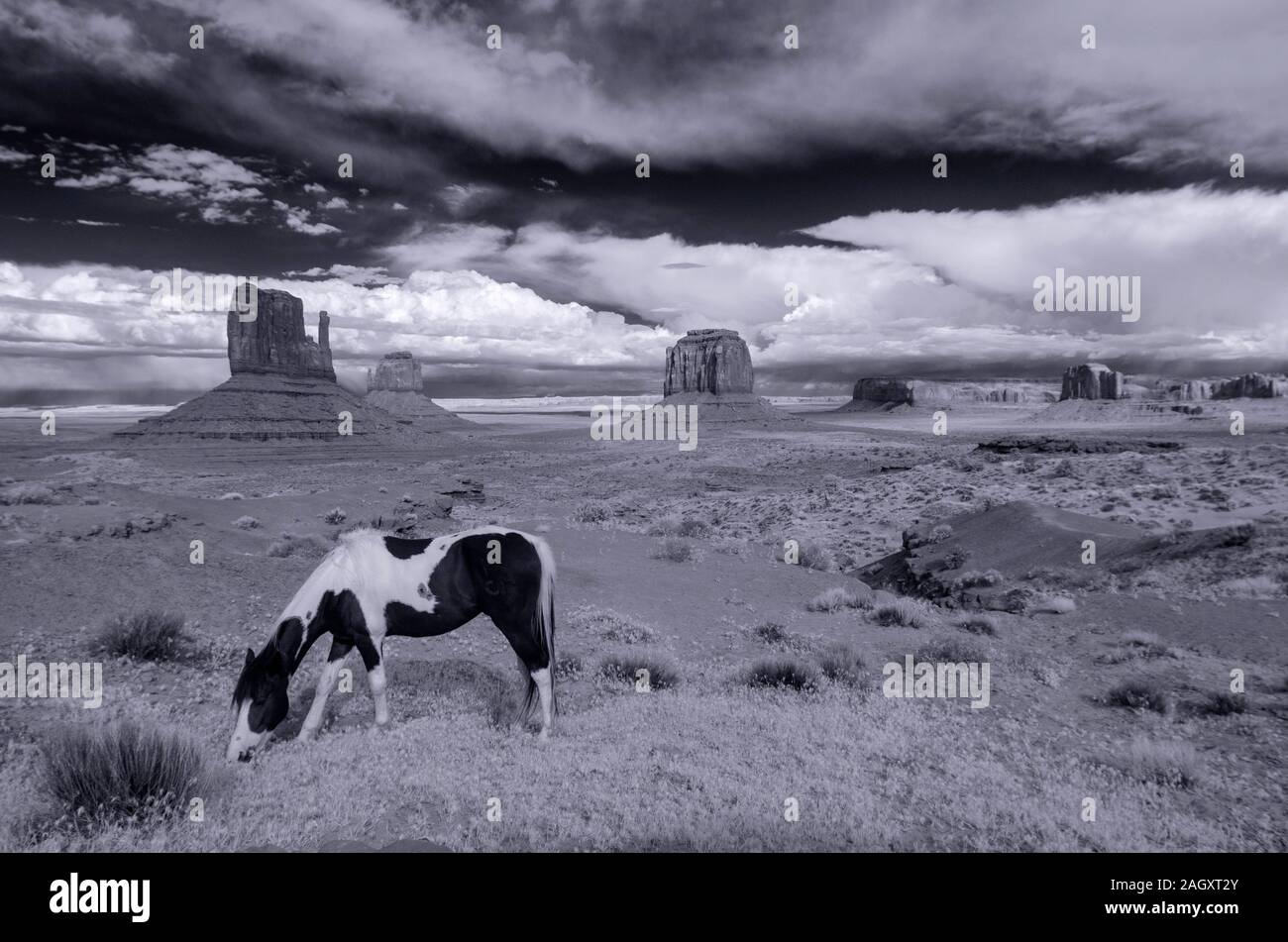 Geist Pferd Weiden vor der Fäustlinge, Monument Valley, AZ Stockfoto