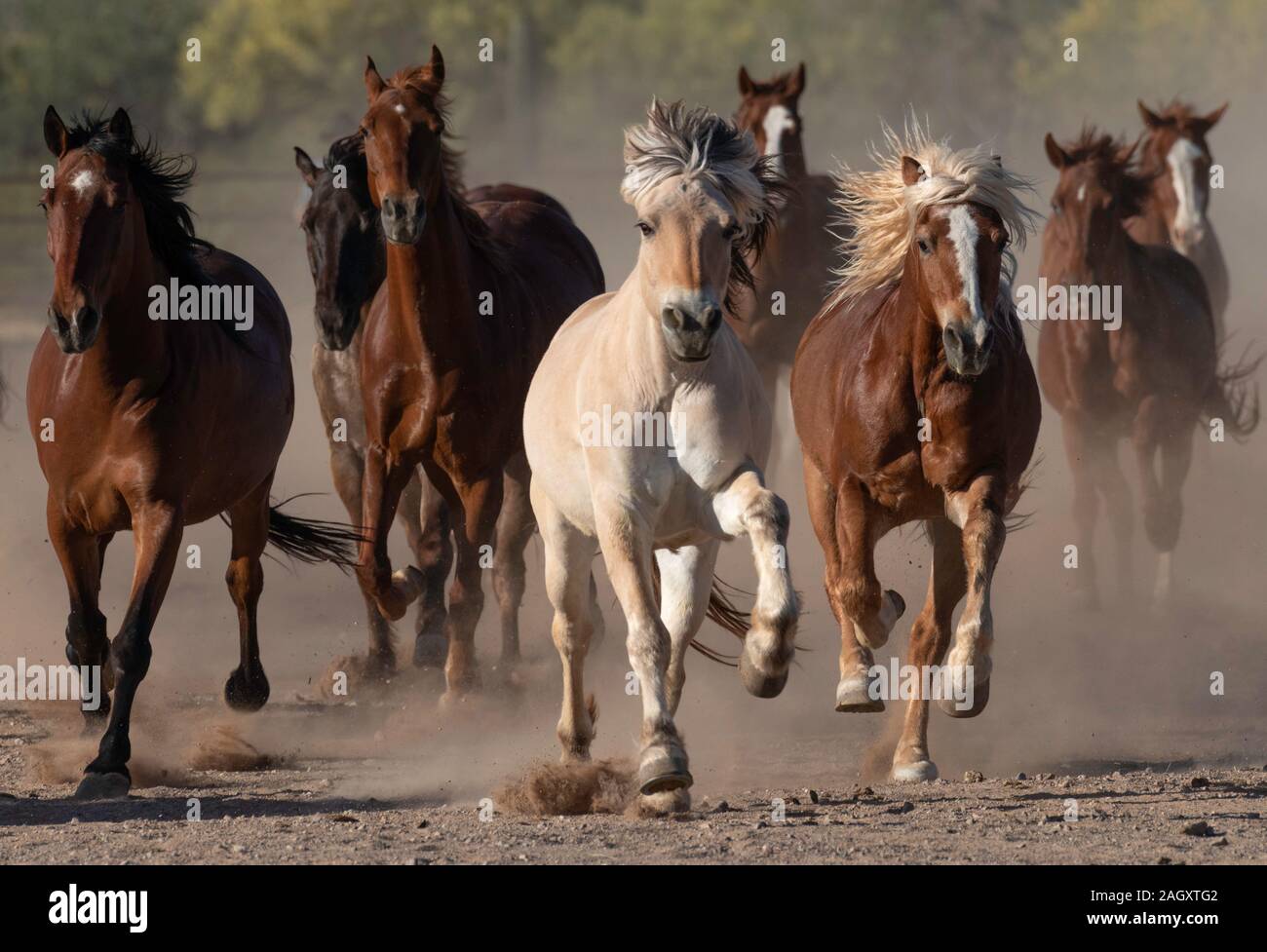 Laufen die Pferde, White Stallion Ranch, Marana, Arizona Stockfoto