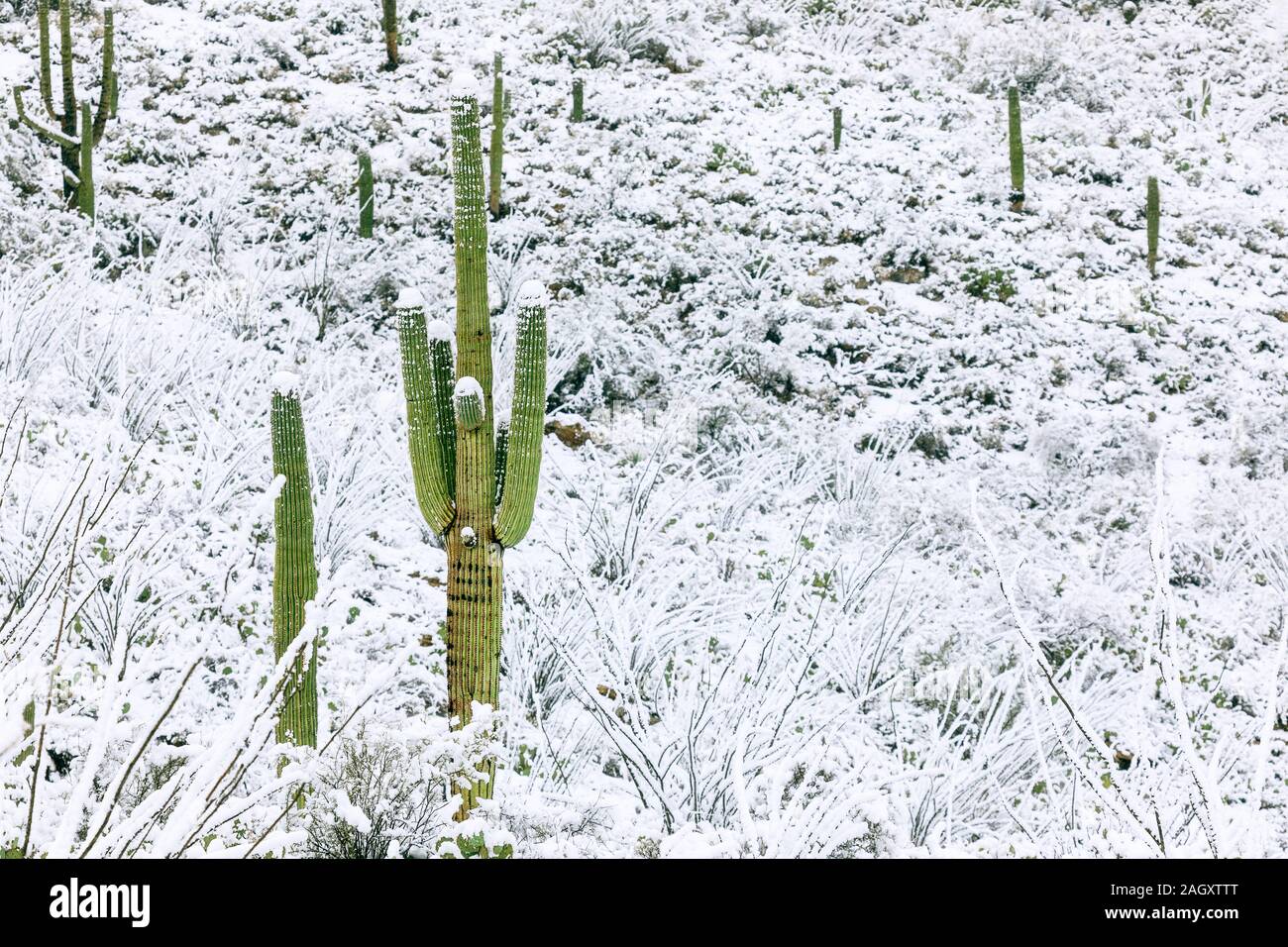 Majestätischer Saguaro Kaktus mit Schnee in einer winterlichen Wüstenlandschaft im Saguaro National Park, Tucson, Arizona, USA Stockfoto