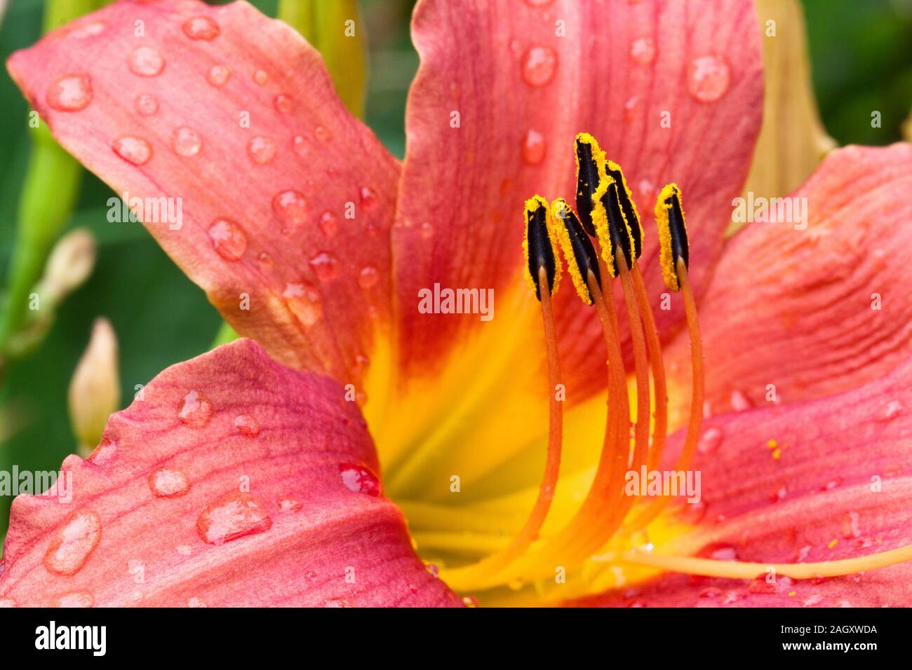 Lilie mit Regentropfen an den Kronblättern Stockfoto