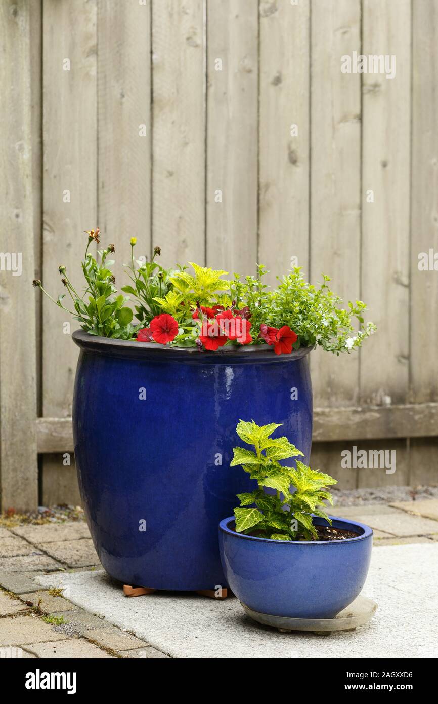 Garten Container mit einer Kombination aus Laub Hosen, Blumen, Weinreben und Hinterkante Stockfoto