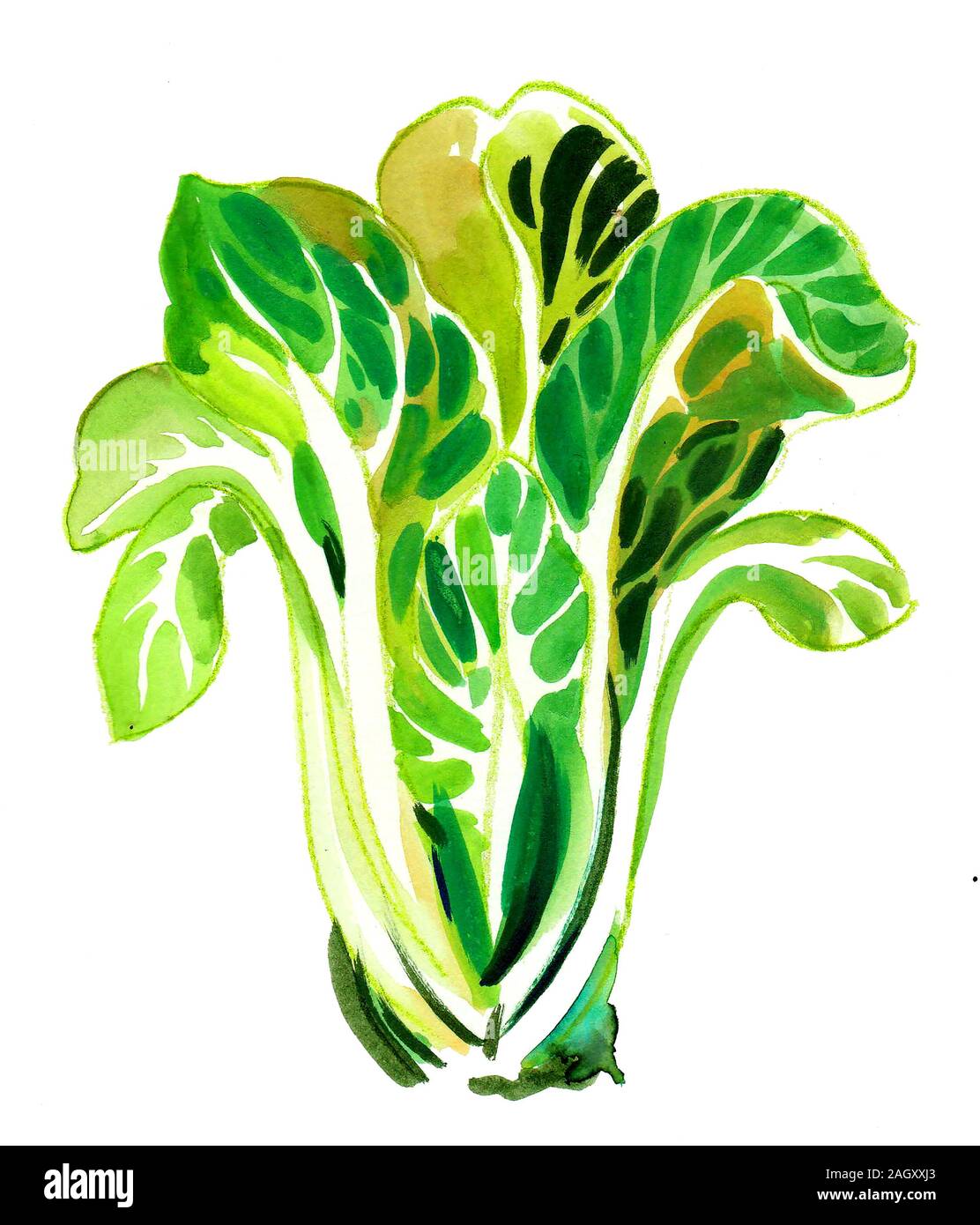 Grüner Salat. Aquarellgemälde Stockfoto
