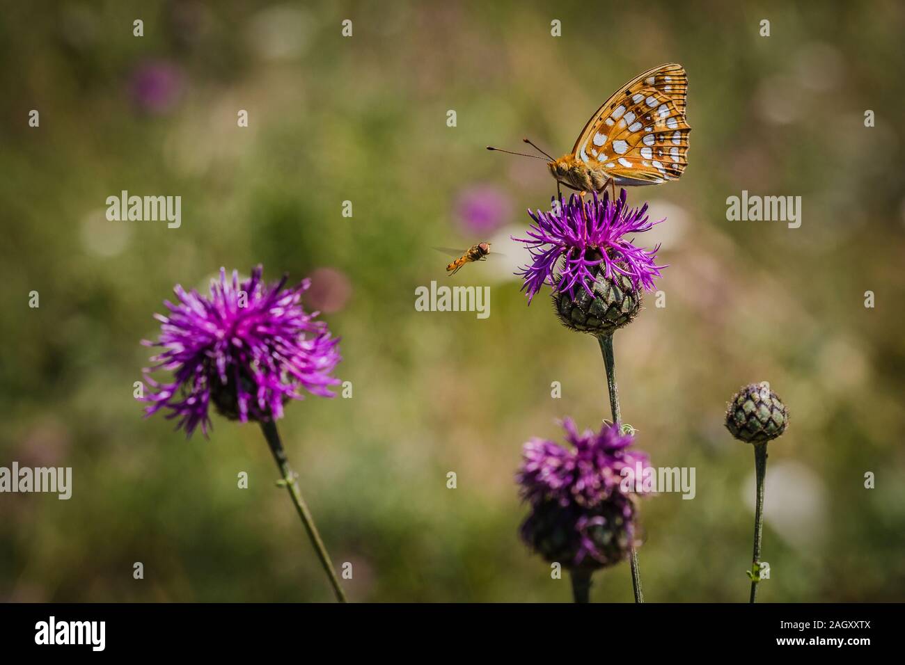 Hohe Braun Fritillaryschmetterling sitzen auf lila Flockenblume Blume und ein Pied hoverfly Fliegen im Sommer sonnigen Tag. Verschwommen grünen Hintergrund. Stockfoto